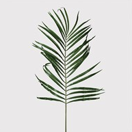 Areca Palm Leaf