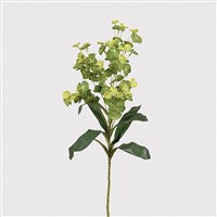 Euphorbia - Susan Clark Interiors